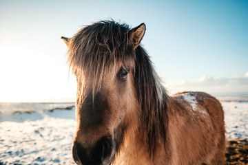 Fototapeta premium Typical Icelandic hairy horse grazing in snow blizzard. Iceland breed horse in wintertime in hard conditions snowy freezing winter at Iceland.