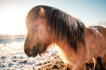 Fototapeta premium Typical Icelandic hairy horse grazing in snow blizzard. Iceland breed horse in wintertime in hard conditions snowy freezing winter at Iceland.