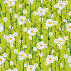Seamless pattern from field chamomiles in the style of Provence