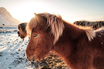 Fototapeta premium Typical Icelandic hairy horse grazing in snow blizzard. Iceland breed horse in wintertime in hard conditions snowy freezing winter at Iceland.