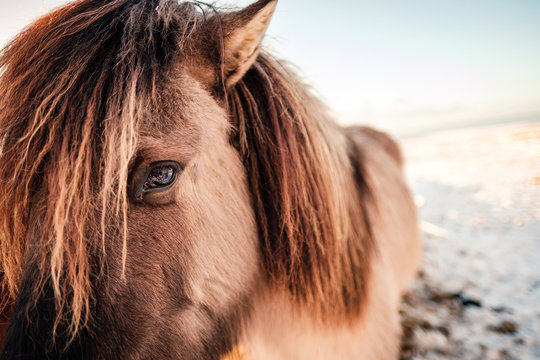 Typical Icelandic hairy horse grazing in snow blizzard. Iceland breed horse in wintertime in hard conditions snowy freezing winter at Iceland.