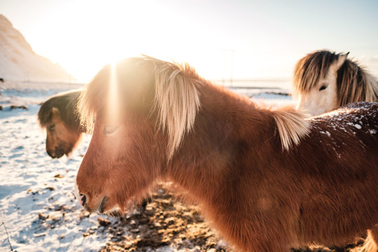 Typical Icelandic hairy horse grazing in snow blizzard. Iceland breed horse in wintertime in hard conditions snowy freezing winter at Iceland.