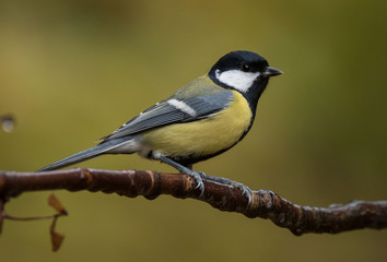 Bogatka zwyczajna, bogatka, sikora bogatka (Parus major) © Slawomir