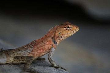 Image of brown chameleon on the natural background. Reptile. lizard. Animal.