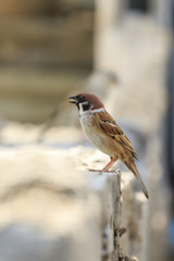 Image of sparrow on the floor. bird. Animal.