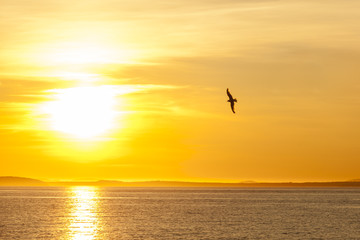Naklejka na ściany i meble Lonely seagull flying above the sea at colorful sunset. Background of dramatic golden sky.