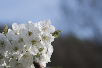 Springtime, cherry blossoms on natural background
