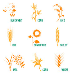 Agricultural crops. Concept for organic products label, harvest and farming, grain, bakery, healthy food.