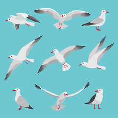 Set illustrations of atlantic seagulls in cartoon style. Pictures of birds in different poses