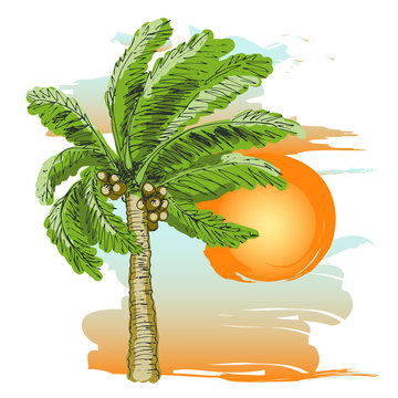 Palm tree sketch, sunset on the beach.