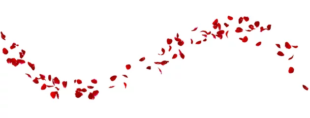 Papier Peint photo autocollant Fleurs Red rose petals fly in a circle. The center free space for Your photos or text