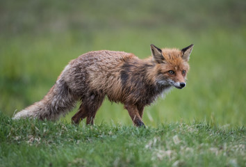 Naklejka na ściany i meble lis fox