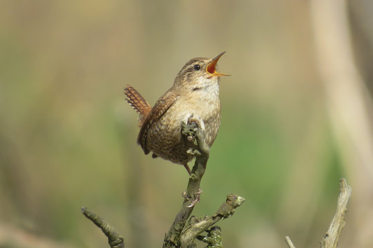 Zaunkönig (Troglodytes Troglodytes)