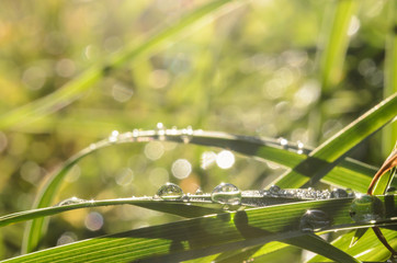 Dew drops on the grass close-up on a bright sunny morning.