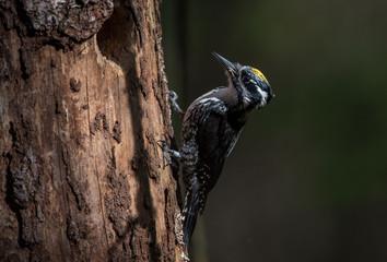 woodpecker - Three-toed woodpecker - dzięcioł trójpalczasty - Picoides tridactylus