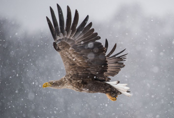 White-tailed Eagle bielik Haliaaetus albicilla © Slawomir