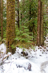 snow covered forest in washington state