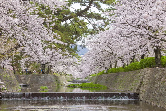 満開の桜、兵庫県西宮市夙川公園にて