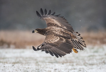 White-tailed Eagle bielik Haliaaetus albicilla