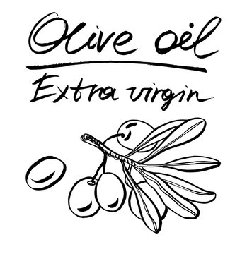 Olive plant. Vector hand drawn graphic illustration.