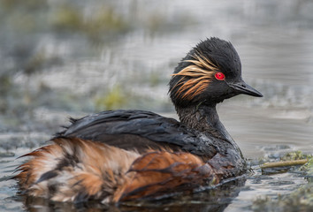 Perkoz zausznik  Podiceps nigricollis Grebe eardrum © Slawomir