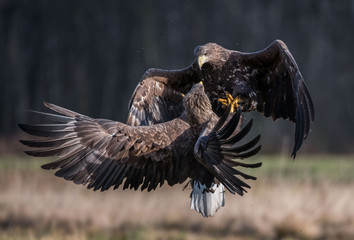 White-tailed Eagle bielik Haliaaetus albicilla © Slawomir