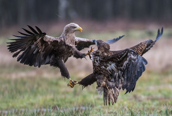White-tailed Eagle bielik Haliaaetus albicilla