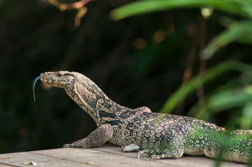 Water monitor in the park.