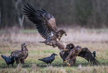 White-tailed Eagle bielik Haliaaetus albicilla © Slawomir