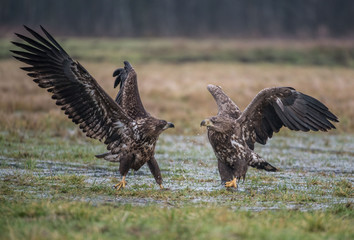 White-tailed Eagle bielik Haliaaetus albicilla