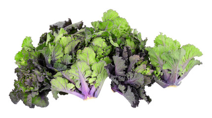 Group of kalettes a hybrid of kale and Brussels sprouts isolated on a white background