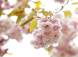 Sakura - Kanzan cherry tree(Kwanzan). Prunus Kanzan. Japanese flowering cherry. Oriental cherry tree.
