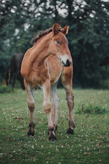 Fototapeta premium Portrait of a bay foal