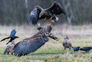 White-tailed Eagle Haliaaetus albicilla bielik © Slawomir