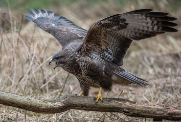Myszołów zwyczajny, myszołów (Buteo buteo)