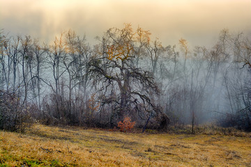 Bare trees on autumn yellow grass against fog