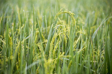 Grass green paddy filed
