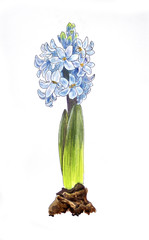Hand draw blue Hyacinth
