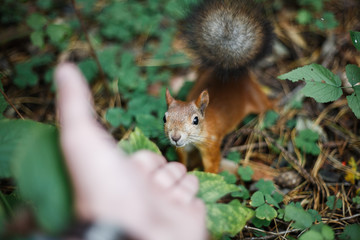 A wild brave squirrel with a fluffy tail looks with curiosity why a man stretches out his hand.