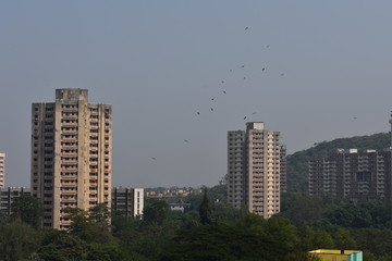 Fototapeta na wymiar A small birds are flying at building tower of residential colony. 