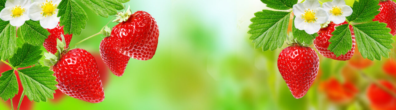 gardening strawberry