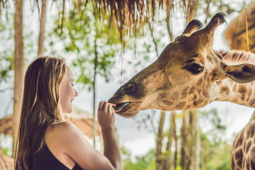 Happy young woman watching and feeding giraffe in zoo. Happy young woman having fun with animals safari park on warm summer day © galitskaya
