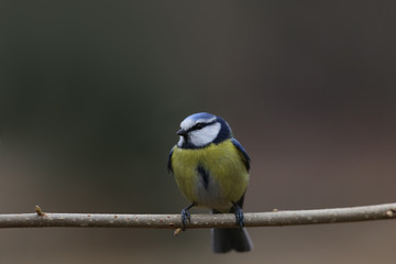 A small blue tit is sitting on a thin branch on a brown blurry background ..