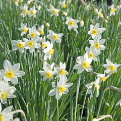 Fototapeta premium Narzissen, Narcissus, Frühling
