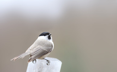 Willow tit Sitting on a branch on blurred background and and looks around .....