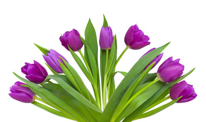 Bouquet of violet tulips