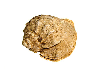 shell isolated on white background