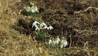 beautiful snowdrops in the garden, selective focus