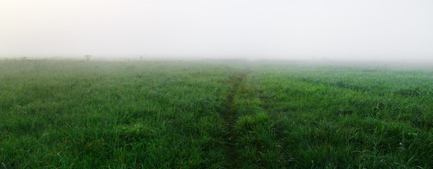 Field of green grass in the dense morning fog. Panorama shot. - Powered by Adobe