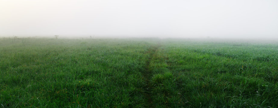 Field of green grass in the dense morning fog. Panorama shot.